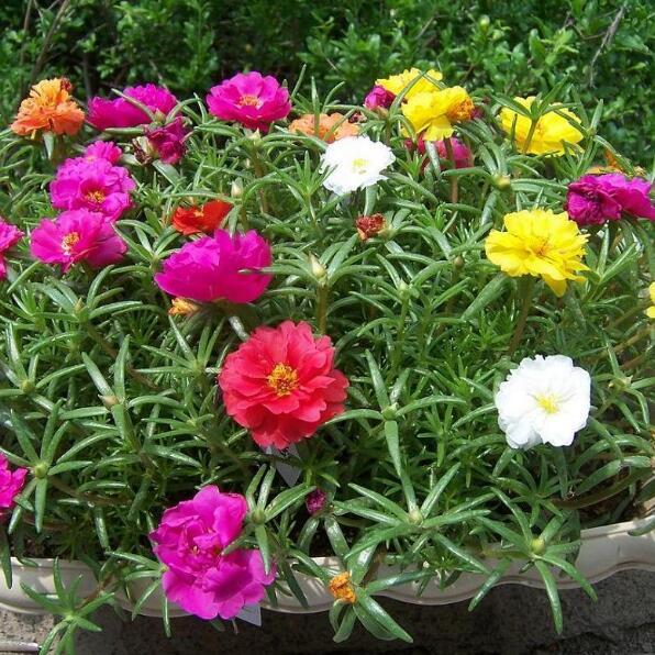 1 Original Pack 200 Seeds Sun plant,Home Garden Moss Rose Portulaca Grandiflora Flower Seeds