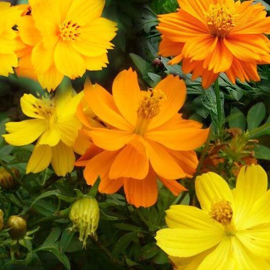 Cosmos sulphureus seeds, garden flowers seeds 100 particles/bag