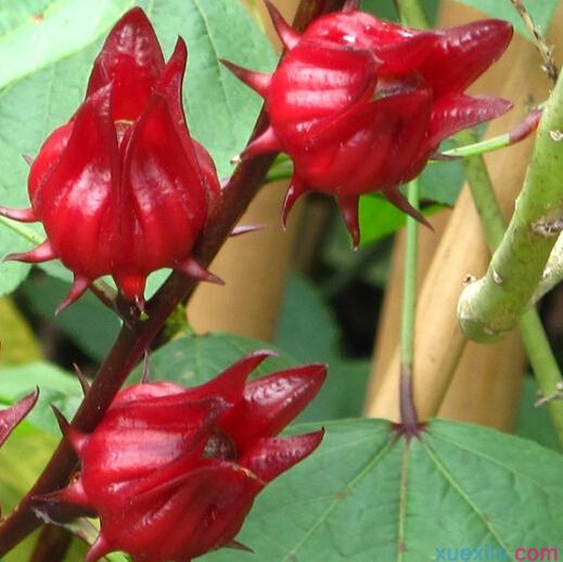 Roselle Seed Interesting flower seeds Bonsai Outdoor Garden Plants shrubs Tree seeds 20 particles/bag