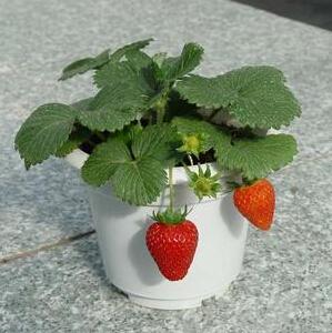 strawberry seeds, balcony potted delicious fruit seeds 100 particles/bag