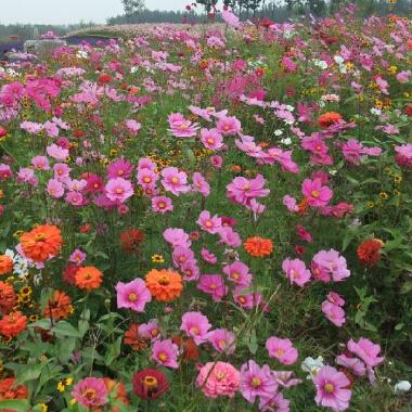 1 original pack 200pcs wildflowers mix seeds, Perennial Waterlogging tolerance Flower seeds