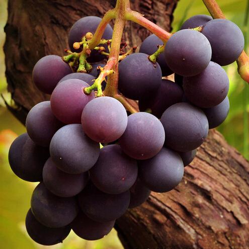 Grape Seeds, Courtyard delicious Fruit Plants for Family garden 50 particles/bag