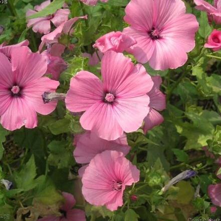 Lavatera trimestris seeds, Brightly Colored Mallow Seeds Potted View Flower Seeds 100 particles/bag