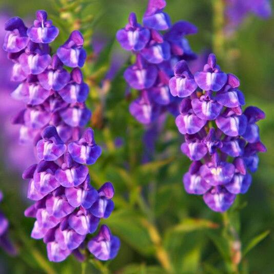 Lamiaceae Family Scutellaria Baicalensis Seeds, Perennial Herbs 0f Baikal Skullcap Seeds, Flowering Plant 100 particles/bag