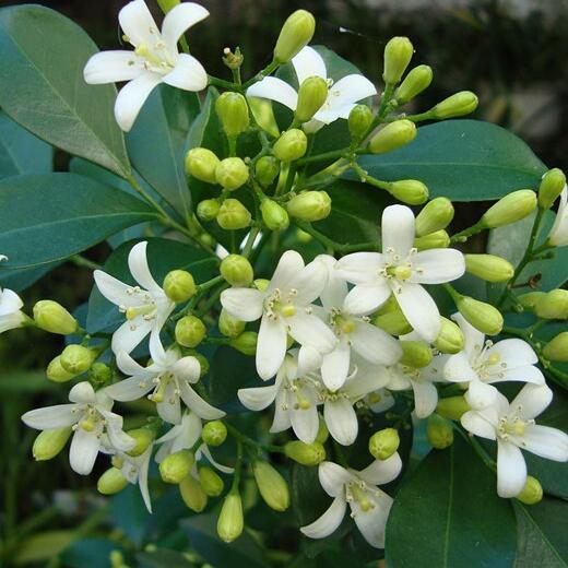 2018 new Murraya seeds,Jasmine Shrub with Fragrant White Flower Seeds DIY Home Garden 10pcs/bag 100% ture seeds