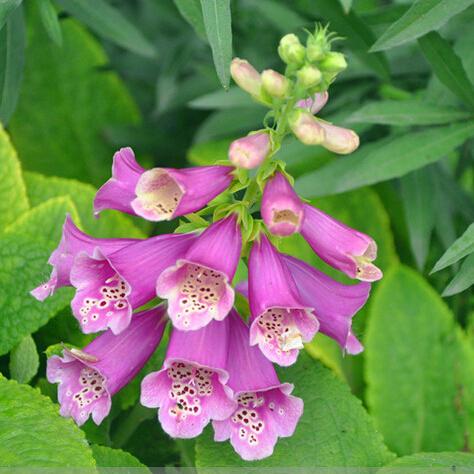 1 Original Pack 50 Seeds common foxglove, Garden flower seeds