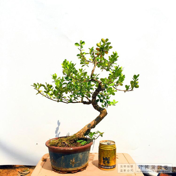 Chinese Boxwood Seeds Perennial beautiful improve the environment Tree Seeds 100 particles/bag