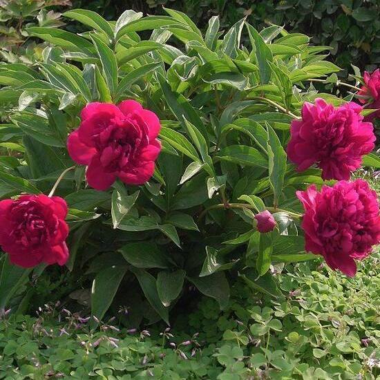 Flowering Plant Paeonia Lactiflora Seeds, Beautifying Garden Peony Seeds, Perennial Chinese herbaceous peony Seeds 20 particles/bag