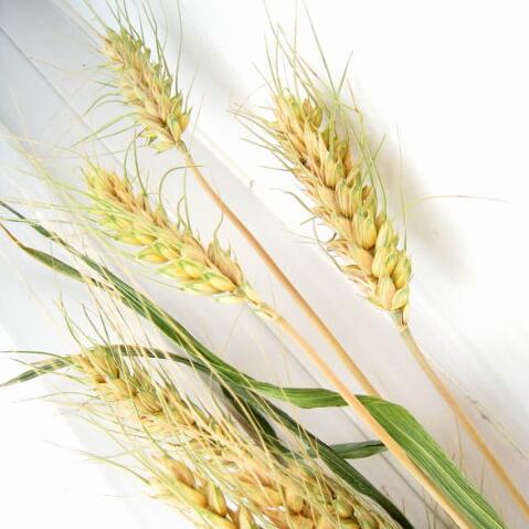 Ornamental Grass Seeds Barley,Garden flower seeds organic seeds 100 particles/bag