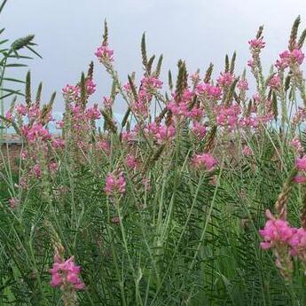 sainfoin grass seeds, DIY Home Garden High quality easy planting pasture seed Flower seeds 50 particles/bag