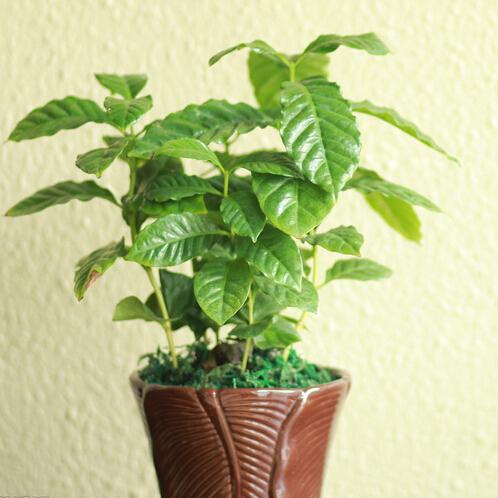 Coffee Bean Seeds, Balcony Bonsai Tree Plant Seed 20 particles/bag