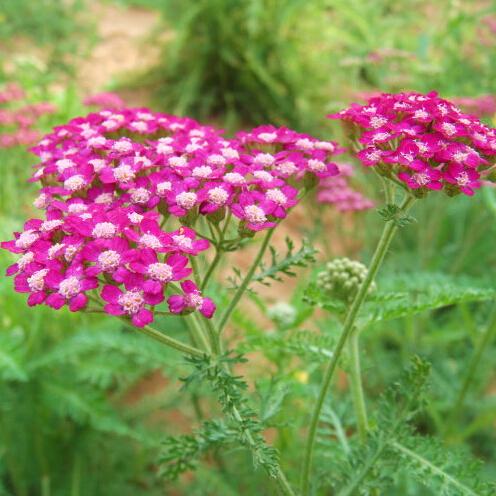 1 original pack 50pcs Toothedleaf yarrow seeds, DIY garden cold resistance flowers seeds