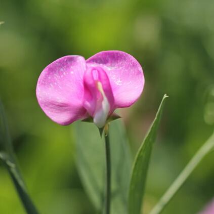 1 Original Pack 15pcs Sweet-pea seeds, Flower Lathyrus Bonsai seed