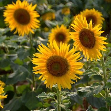 1 original pack 15pcs Annual Oil Sunflower Seeds, Flower Seeds Garden Bonsai Pot Plant