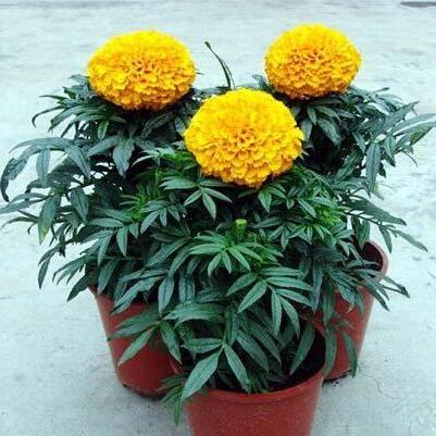 1 original pack 50pcs Aztec marigold seeds, perennial herb plant flower seed