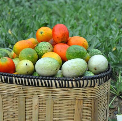 Hanging Melon Seeds,Cucurbitaceae Perennial Herbaceous Vine Wood Plant Seeds 15 particles/bag