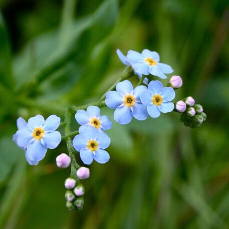 1 original pack 50pcs forget me not seeds, perennial ornamental blue flowers seeds