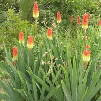 1 Original Pack 10 Seeds kniphofia, beautiful flower Home & Garden DIY Plants