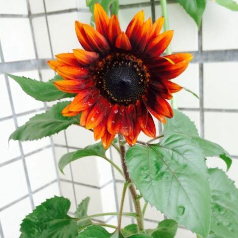 1 Original Pack 15 Seeds Red Sunflower, Garden Heirloom Seeds Bonsai Plants Seeds