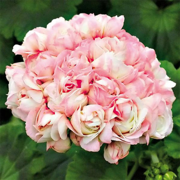 20pcs Rare Geranium Seeds Appleblossom Rosebud Pelargonium Perennial Flower Seeds Hardy Plant Bonsai Potted Plant Free Shipping