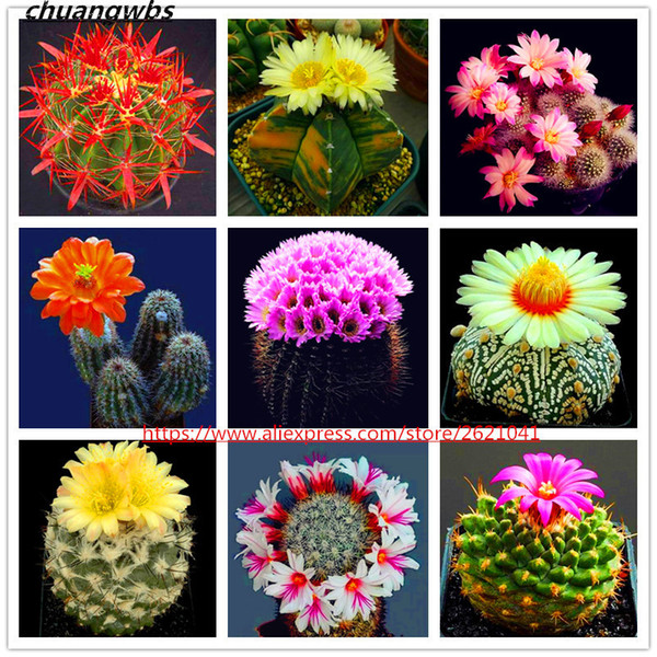 100 Pcs/bag Mini Cactus Seeds Rare Succulent Perennial Herb Plants Bonsai Pot Flower Seeds Indoor Plant For Home Garden