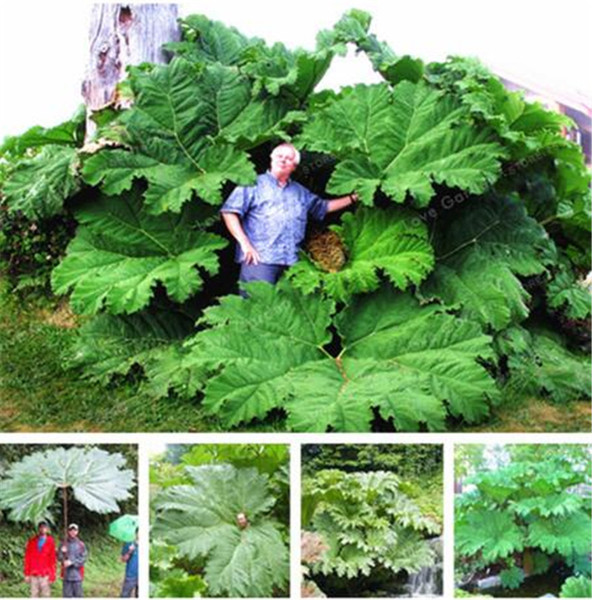 50 Pcs/Bag Gunnera Manicata Seeds Also Called Giant Rhubarb Seeds Grow In Partial Shade Huge Leaves Outdoor Plant in Garden