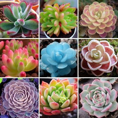 Semillas De Flores 100lithops Seed Pseudotruncatella Succulents Raw Stone FLOWER Seeds Stems Tetragonia Potted Flowers Fleshy