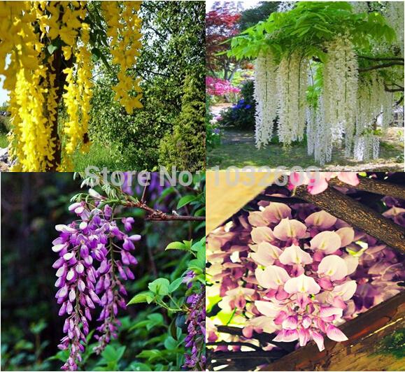 Home Garden Chinese Wisteria Seeds Mix 4 Colors 160pcs Rare Flower Seeds Purplevine Creepers Seeds Sementes De Flores