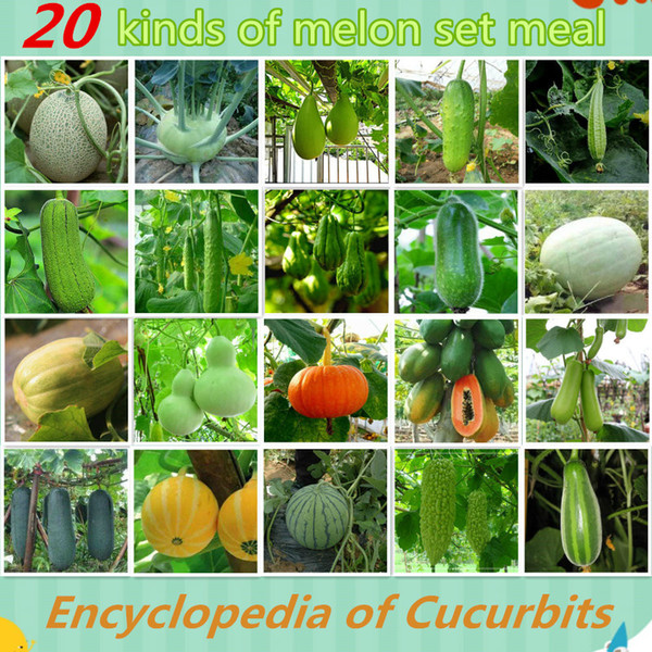 600 seeds wholesale and retail 20kinds of different vegetable seed Cucurbit seeds family potted balcony garden four seasons planting