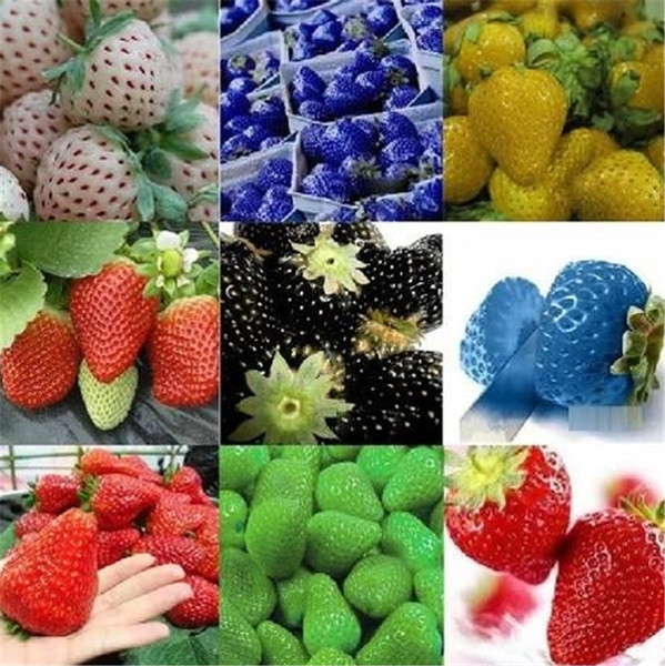 Newest Fruit Seeds Garden Supplies Blue Strawberry Seeds DIY Garden blue,green,red,purple ,orange Seeds Potted Plants Garden Supplies I182