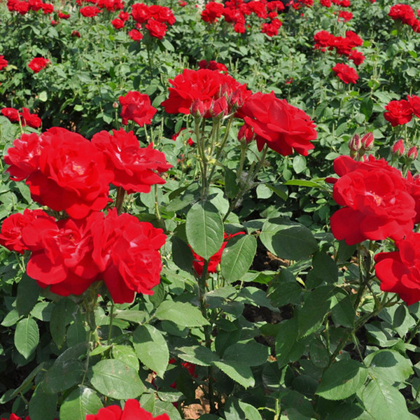 130 PCS Red Rose Plant Flower Seeds Flower Garden Gift Plant Growing Message Home Decoration Top Quality Hot Sale Free Shipping