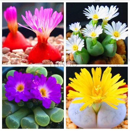 50pcs/pack,Rare Mix Lithops Seeds Living Stones Succulent Cactus Organic Garden Bulk flower Seeds,bonsai plant for balcony