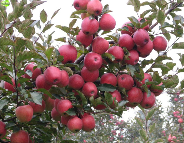 20 Seeds/Pack, Bonsai Red Apple Tree Seeds, Perenial Potted Plant For Home Garden