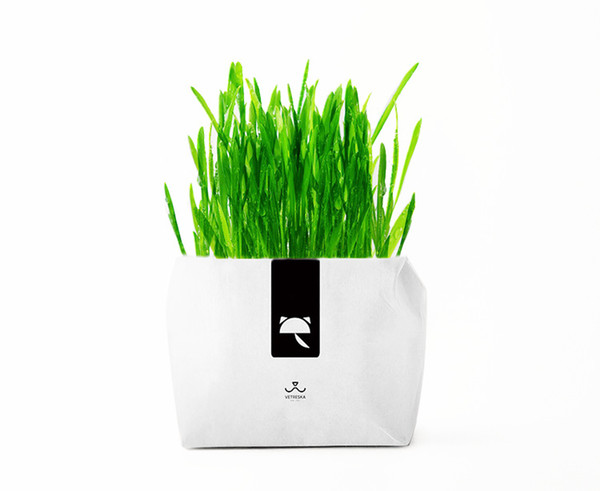 Wholesale 1 Bag Non-soil Paper Container Plant Natural Cat Grass Seed Bag Home DIY Green Plants