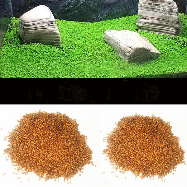 Aquarium Glossostigma Hemianthus Callitrichoides Water Grass Mini Leaf Live Plant Fish Tank Decoration Landscape Ornament 5bags Color Random