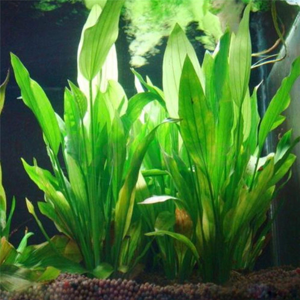 Water Grass Landscape Decoration akvaryum dekor 14cm Underwater Artificial Aquatic Plant Ornaments Aquarium Fish Tank Green 5piece