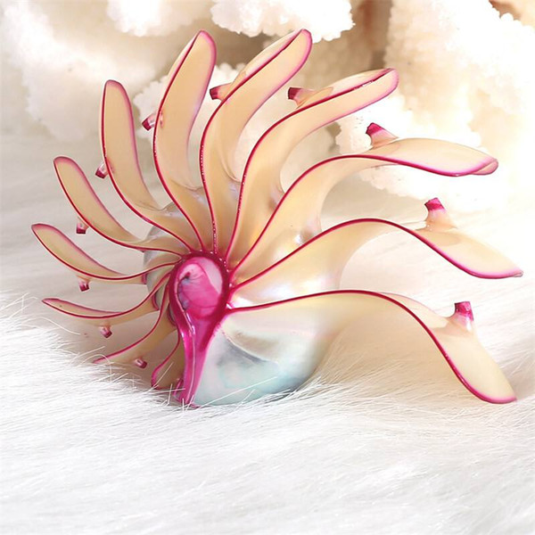 Free Shipping(1 pcs/lot)Nautilus Rosa Natural conch shell Aquarium decoration Home office decoration Wedding decoration Decorative arts