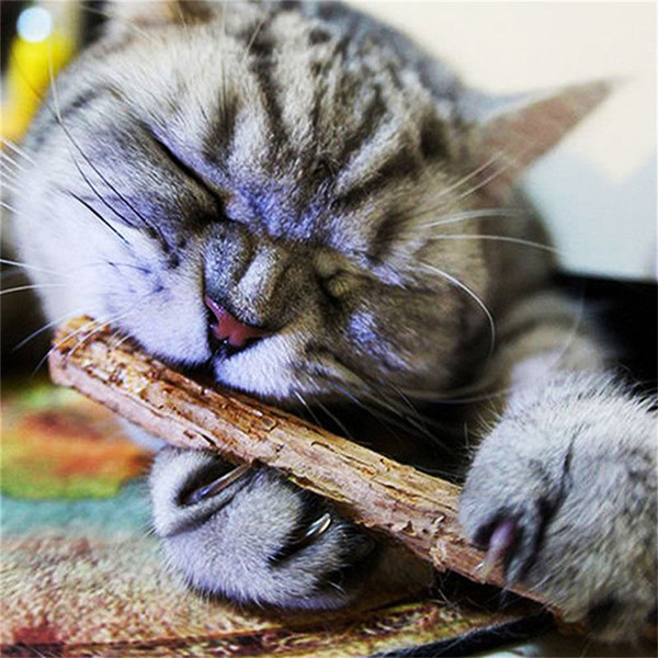 5PCS Cat Cleaning Teeth Pure Natural Catnip Pet Cat Molar Toothpaste Stick Silvervine Actinidia Fruit Matatabi Cat Snacks Sticks