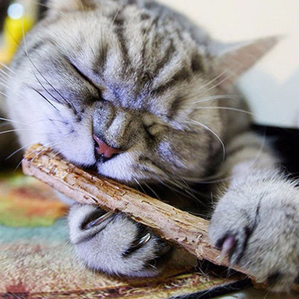 10pcs Cat Cleaning Teeth Pure Natural Catnip Pet Cat Molar Toothpaste Stick A003
