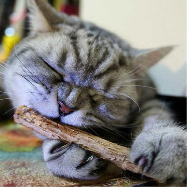 20pcs Cat Cleaning Teeth Natural Catnip Pet Cat Molar Toothpaste Stick Matatabi Actinidia Fruit Silvervine Cat Snacks Sticks Toy