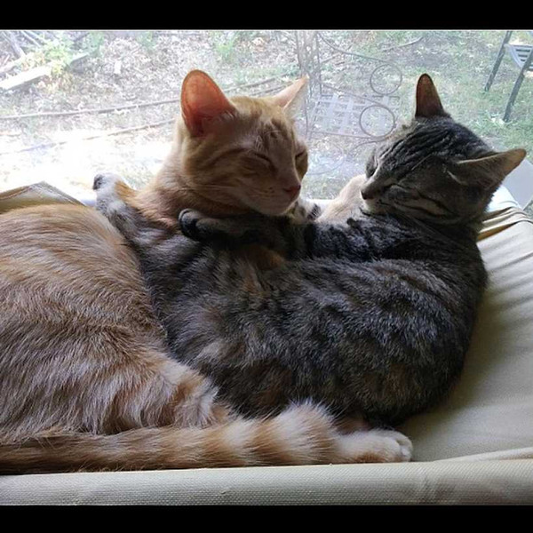 Cute Pet Hanging Beds Bearing 20kg Cat Sunny Seat Window Mount Pet Cat Hammock Comfortable Bed 2019 Hot Sale