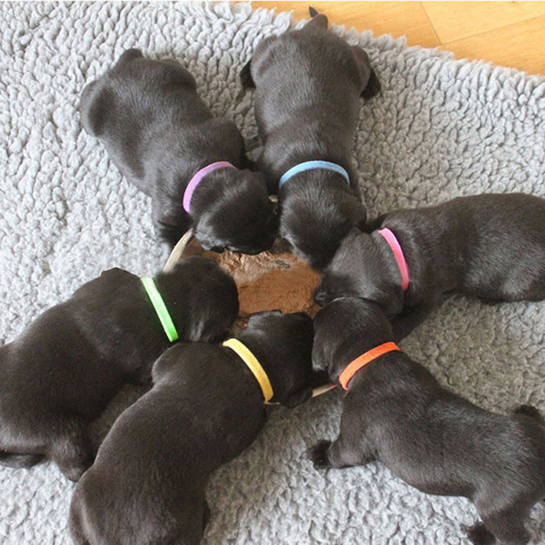 12Pcs Puppy ID Identification Collars Adjustable Nylon Small Pet Dog Kitten Multicolor Necklace Whelping ID Puppy Collars CA1T