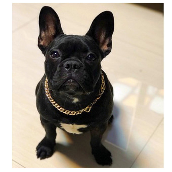 Plastic Gold Chain Cat Dog Necklace for Pet Small Dogs Collar Puppy Cat Funny Collars Pets Supplies Product French Bulldog Teddy