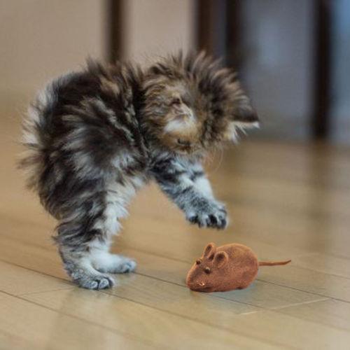 Little Mouse Toy Noise Sound Squeak Rat Playing Gift For Kitten Cat Play A00172 CAD