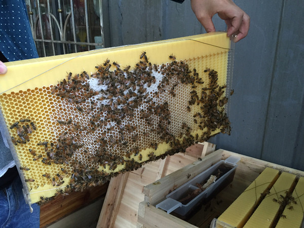 new BEE High quality honey flow beehive 7 plastic bee-hive frames