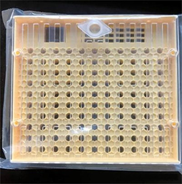 Cupularve Bee Box High Quality Plastic Beekeeping Tools With Rectangle King Bees Hives Rearing Cupkit Garden Supplies 20zx ff