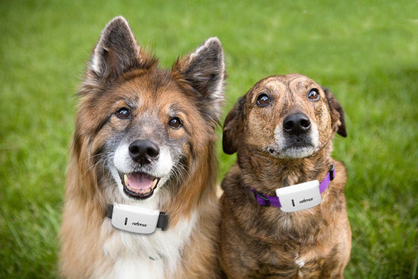 2017 Global Locator Real Time Pet GPS Tracker For Pet Dog/Cat GPS Collar Tracking Free Platform with ios/android app