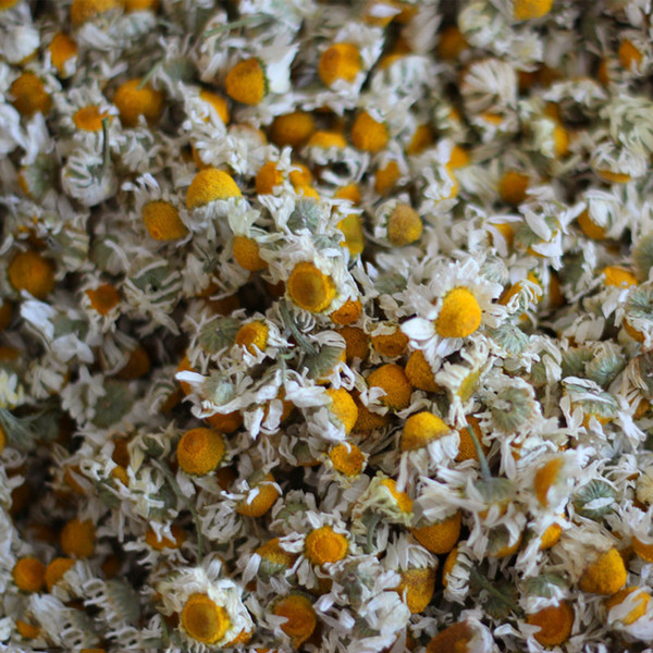 NEW Natural Dried Roman Chamomile Tea 500G Organic Chamomile Flower Tea Bloom Chinese Herbal Tea Skin Food FT-037 wholesale