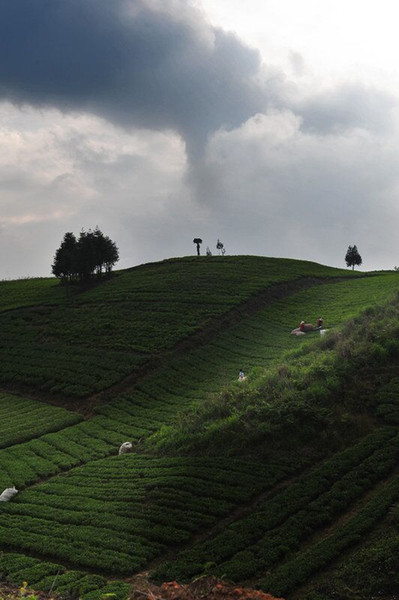 The original ecology of natural high mountain tea enriched green tea 2016 new tea before rain super spring tea Enshi Yulu Tea Tasting