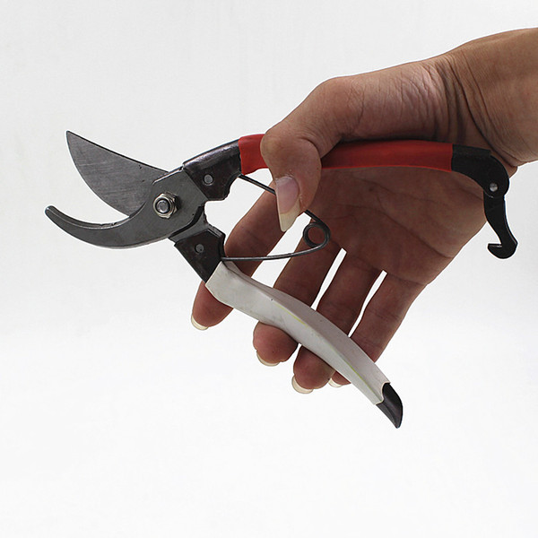 Pruning and shears for pruning shears with red plum fruit branches and pruning shears